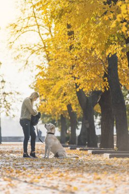 Bir sarışın sonbaharda bir parkta bir labrador ile yürüyor.