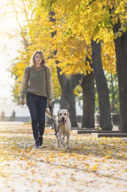 Bir sarışın sonbaharda bir parkta bir labrador ile yürüyor.