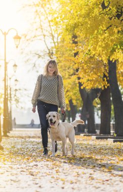 Bir sarışın sonbaharda bir parkta bir labrador ile yürüyor.