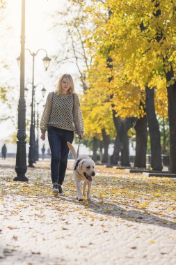 Bir sarışın sonbaharda bir parkta bir labrador ile yürüyor.