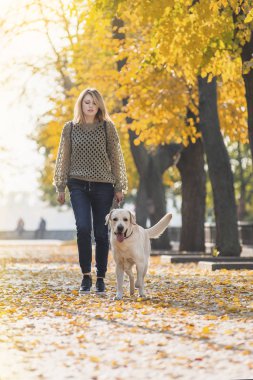 Bir sarışın sonbaharda bir parkta bir labrador ile yürüyor.