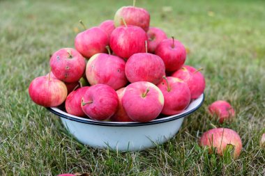 yeni mahsul beyaz kase kırmızı taze elma ile çim üzerinde yalan