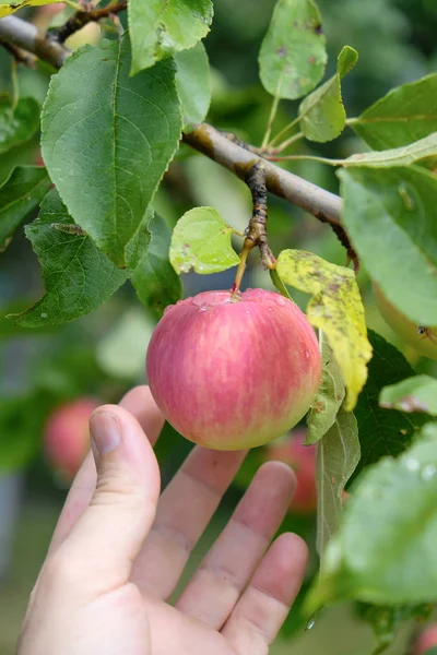 stock image man rips a ripe apple from a tree