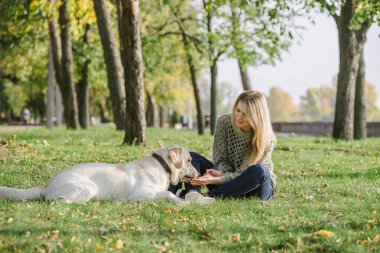 güzel sarışın parkta çim üzerinde oturan ve onu köpek labrador ile oynamak