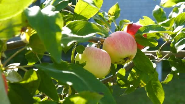 Manzanas Rojas Maduras Cuelgan Una Rama Árbol — Vídeo de stock