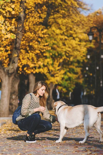 Die Schöne Junge Blondine Geht Herbst Mit Ihrem Labrador Park — Stockfoto