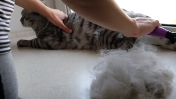 Une femme gratte son animal de compagnie avec une brosse d'un chat plié écossais . — Video