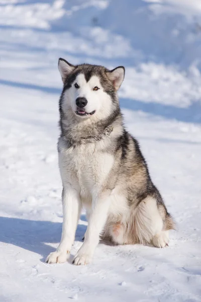 köpek malamute kışın karda bir parkta yürümek için