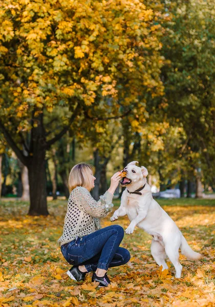 Piękna Blondynka siedzi w żółtych liści w parku i gry z jej labrador. — Zdjęcie stockowe