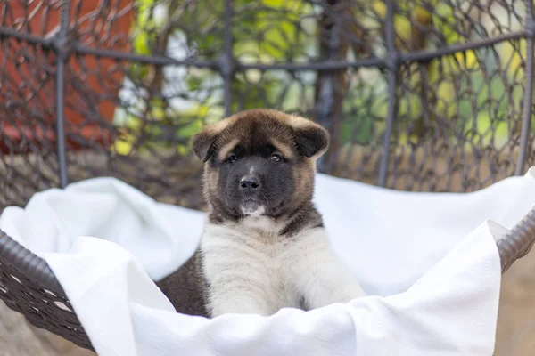 Yaz Aylarında Bırakır Bir Mahkeme Avluya Bir Koltukta Içinde Köpek — Stok fotoğraf