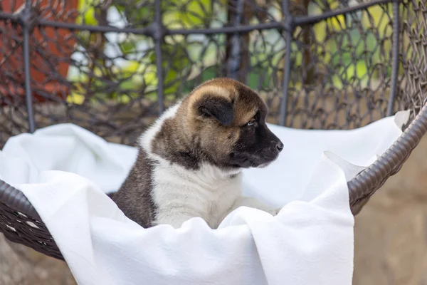 Yaz Aylarında Bırakır Bir Mahkeme Avluya Bir Koltukta Içinde Köpek — Stok fotoğraf