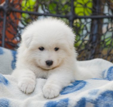 Yaz aylarında avluda bir koltuk sevimli Samoyed köpek yatıyor