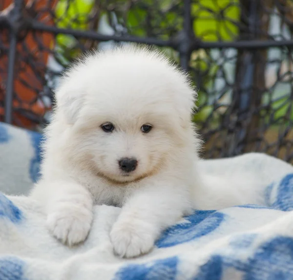 Cute Samoyed Puppy Lies Armchair Courtyard Summer — Stock Photo, Image