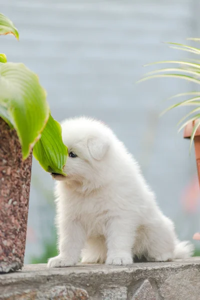 A Samoyed puppy sits in the yard near the flowers in the summer.