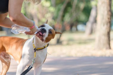 Staffordshire terrier suyu bir yürüyüş için yaz aylarında parkta içer.