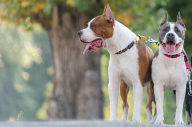 Staffordshire korkunç yaz aylarında parkta yürüyorlar.