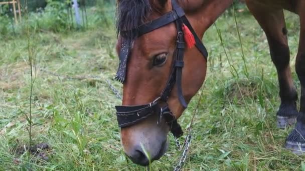 O cavalo está comendo grama em um prado perto da casa — Vídeo de Stock