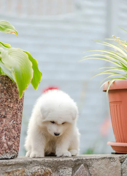 一只萨摩耶的小狗坐在院子里靠近花朵 — 图库照片