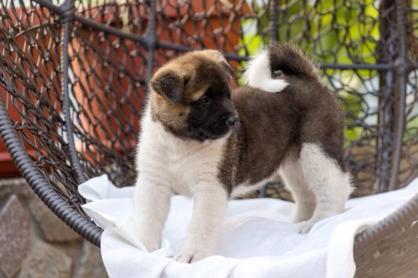 Yaz Aylarında Bırakır Bir Mahkeme Avluya Bir Koltukta Içinde Köpek — Stok fotoğraf