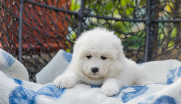 Cachorrinho Bonito Samoyed Encontra Uma Poltrona Pátio Verão — Fotografia de Stock