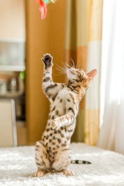 Belgili tanımlık yavru kedi bengal evde masada oturur.