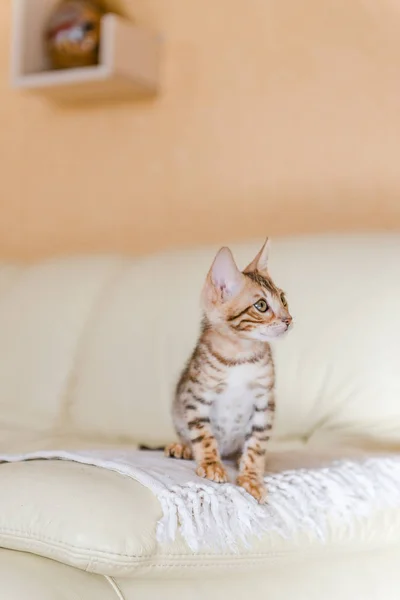 Bengal yavru kedi beyaz kanepe evde oturur.