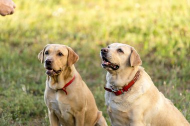 İki Labrador Retriever parkta çimlerde oturuyor..