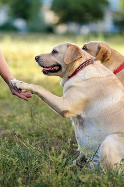İki Labrador Retriever köpeği parkta sahibine patisini uzatıyor..
