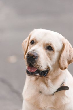 Sonbaharda parkta yürüyüş için bir Labrador av köpeğinin portresi..