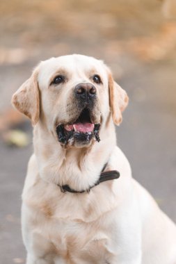 Sonbaharda parkta yürüyüş için bir Labrador av köpeğinin portresi..