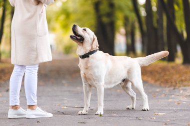 Bir kadın onun Labrador ile sonbaharda parkta yürüyor.