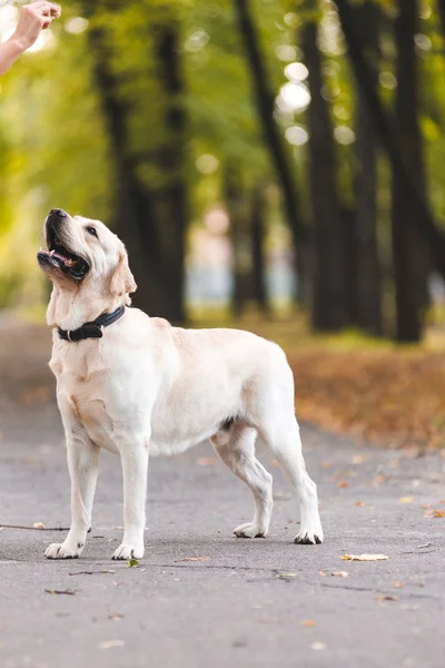 Portrait d'un cueilleur du Labrador dans le parc à l'automne . — Photo