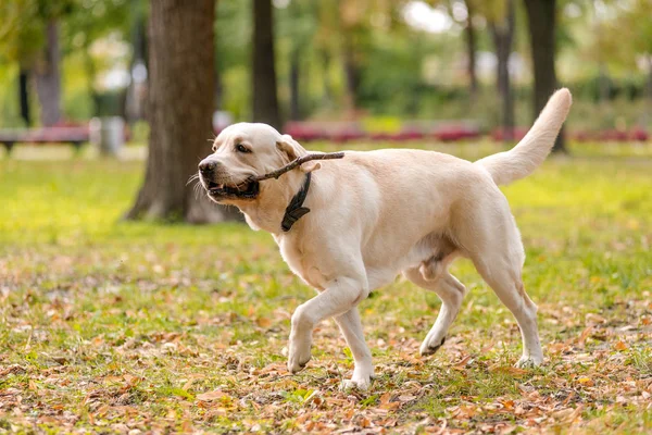 Labrador geri almak parkta sonbaharda yürür.. — Stok fotoğraf