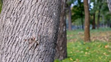 küçük kız Cadı Cadılar Bayramı tatil bir ağaç parkta arkasından korkutuyor.