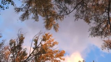 Sonbahar ağaçlar ve akşam gökyüzü