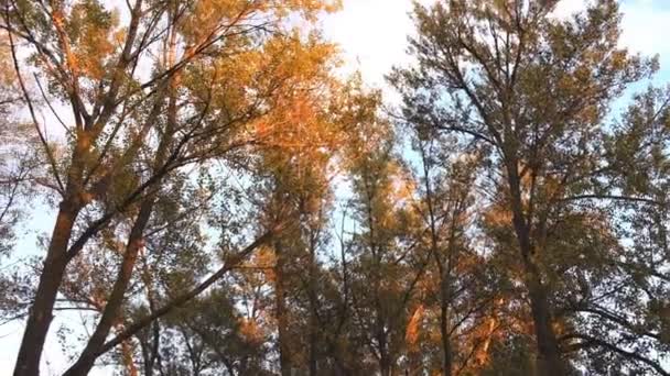 Herbstbäume Und Abendhimmel — Stockvideo