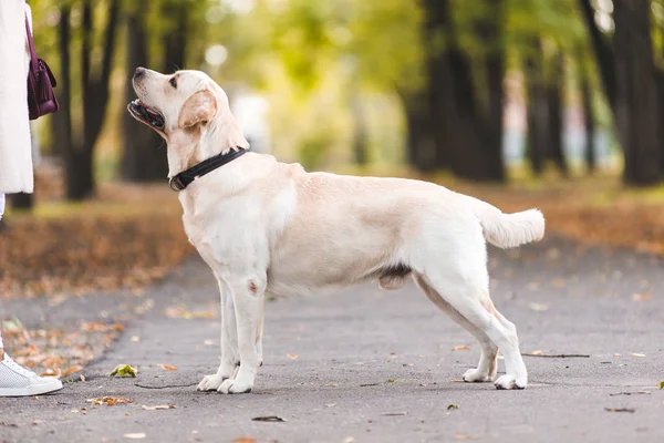 Una Mujer Camina Con Labrador Otoño Parque — Foto de Stock