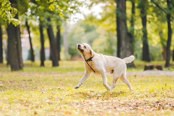 Labrador Retriever Promenader Parken Höst Hunden Driver Efter Pinnen — Stockfoto