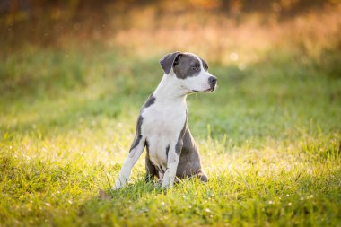 Yavru köpek staffordshire Teriyeri sonbahar sabahı parkta yürür.