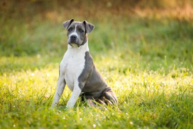 Yavru köpek staffordshire Teriyeri sonbahar sabahı parkta yürür.