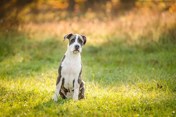 Cachorro Staffordshire Terrier Paseos Parque Mañana Otoño — Foto de Stock