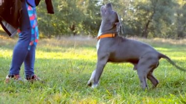 Sonbaharda bir adam köpekleriyle parkta yürür..