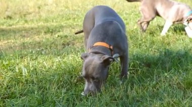 Sonbaharda bir adam köpekleriyle parkta yürür..