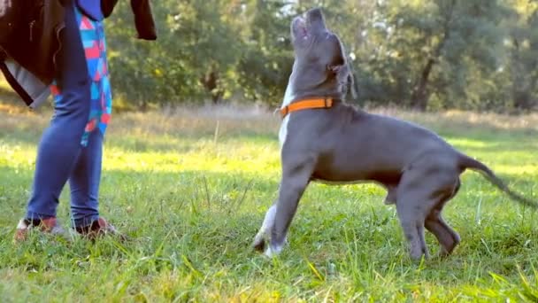 Un hombre pasea con sus perros cosas en el otoño en el parque . — Vídeo de stock