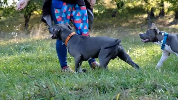 Un hombre pasea con sus perros cosas en el otoño en el parque . — Vídeo de stock