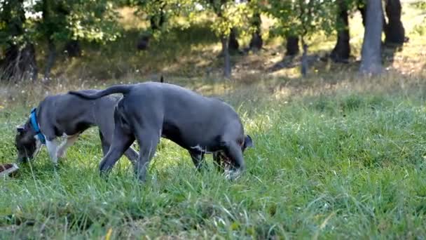 Mann geht mit Hund im Herbst im Park spazieren. — Stockvideo