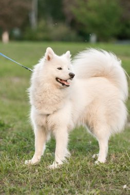 Samoyed köpek sonbaharda parkta bir yürüyüş üzerinde.