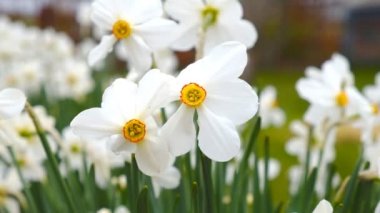 Nergis bahar bahçede çiçek açmış.