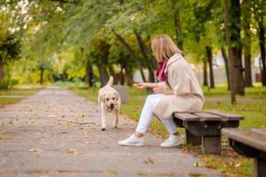 Genç bir kadın parkta bir bankta oturur ve onu Labrador yakın yürür.