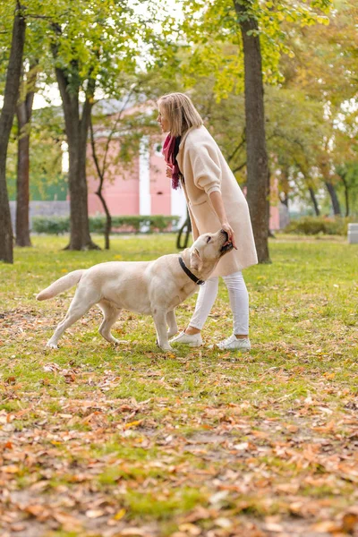 Vacker Ung Kvinna Promenader Med Sin Retriever Parken Höst Sitta — Stockfoto